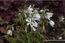 Kanadische Wald-Flammenblume 'White Perfume' 9 x 9 cm Topf 0,5 Liter