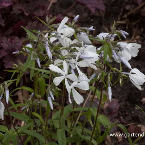 Kanadische Wald-Flammenblume 'White Perfume'