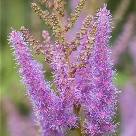 Arends Prachtspiere 'Anita Pfeifer'