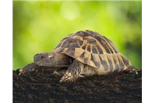 Floragard Schildkröten- und Terrariensubstrat 1 Sack x 20 Liter