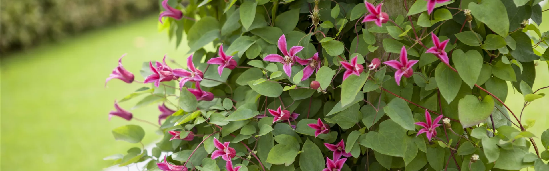 Clematis richtig schneiden