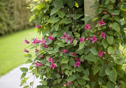 Clematis richtig schneiden