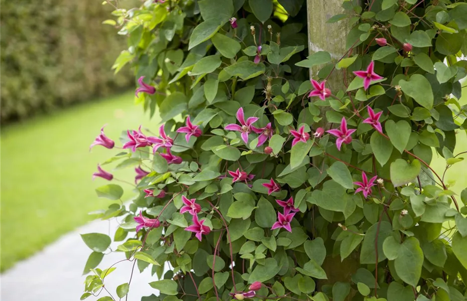 Clematis – die robuste Kletterpflanze im Garten