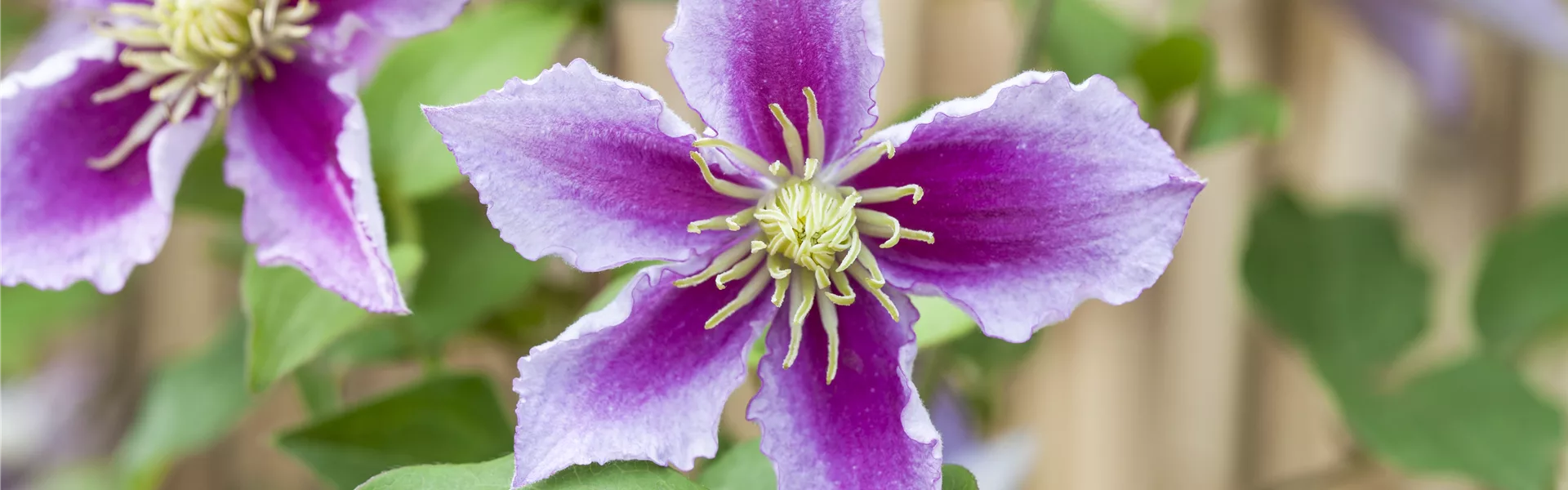 Clematis richtig schneiden