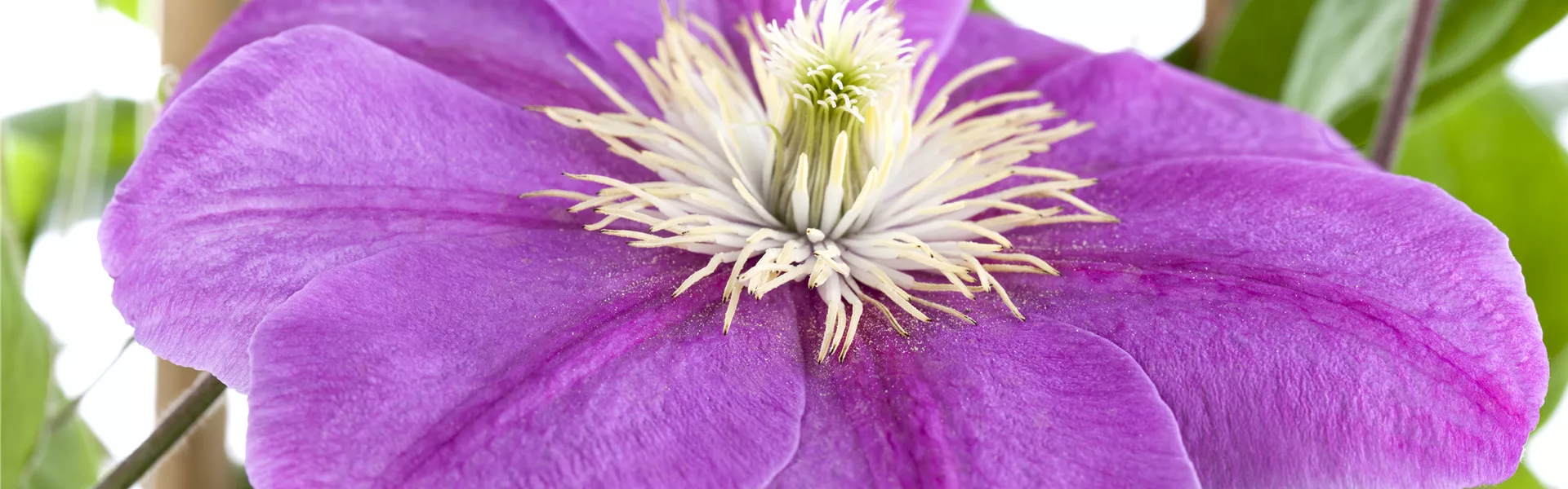 Clematis richtig schneiden