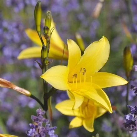 Taglilie 'Golden Chimes'