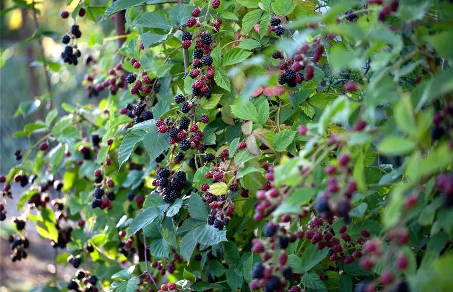 Naschen ohne Ende – Rückschnitt für Beerensträucher