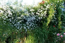 Kletterrose 'Paul's Himalayan Musk Rambler' 5 Liter Topf