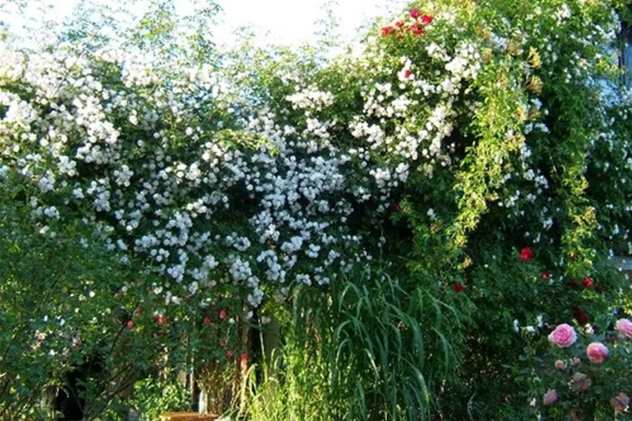 Kletterrose 'Paul's Himalayan Musk Rambler' 5 Liter Topf