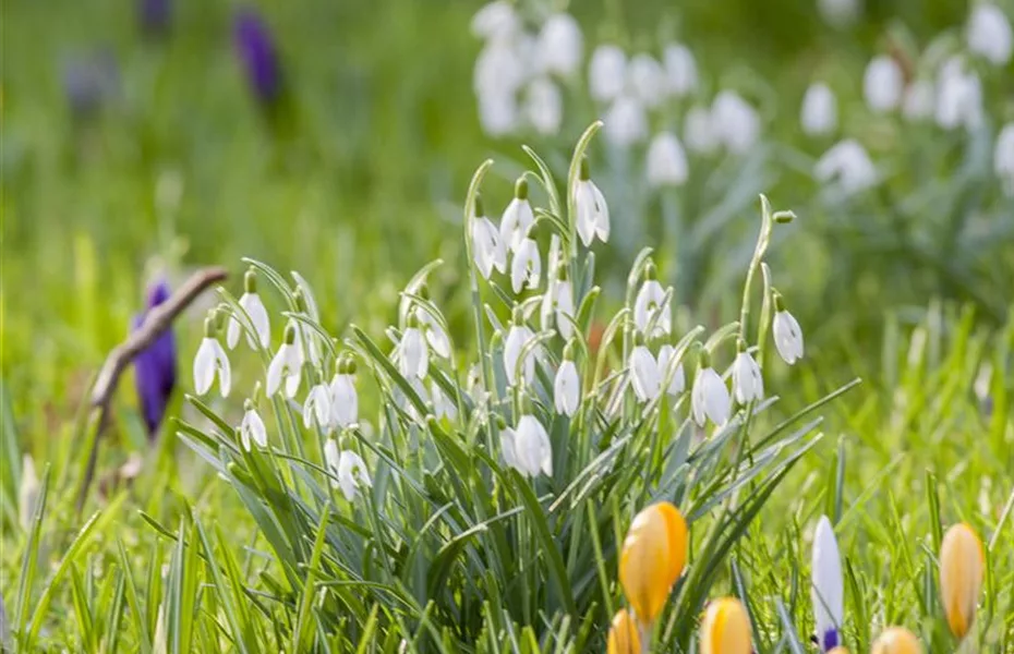 Bunte Blütenmeere mit Frühblühern