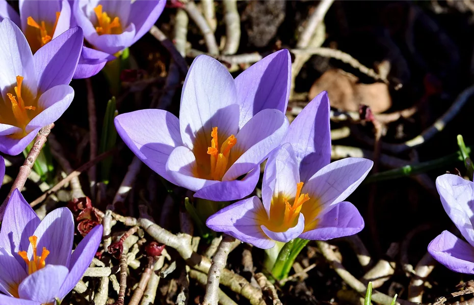 Bunte Blütenmeere mit Frühblühern