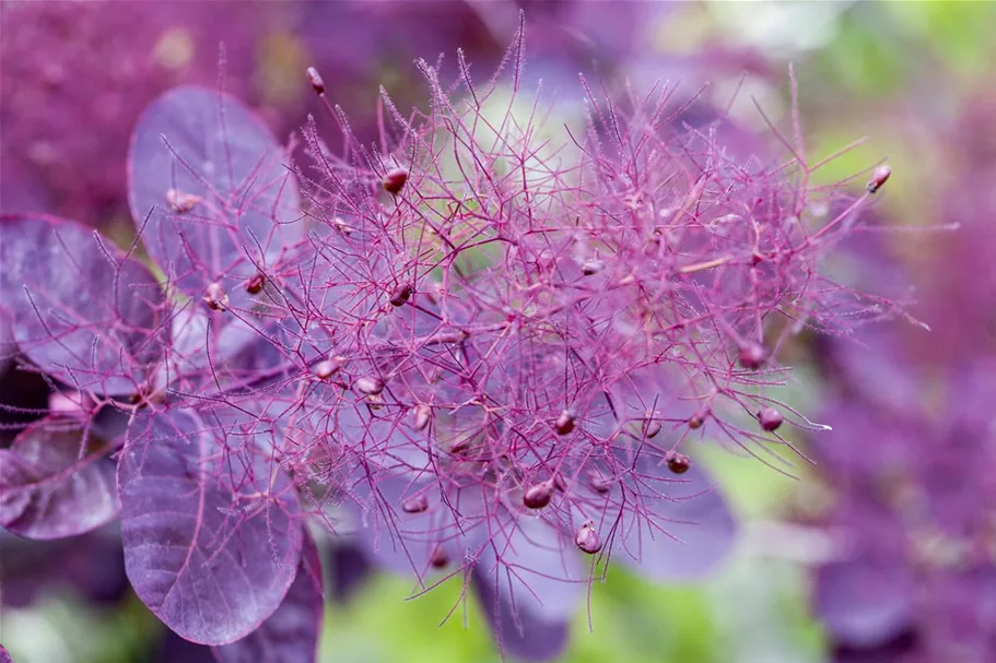 Roter Perückenstrauch 'Royal Purple' Topf 7,5 Liter 60- 80