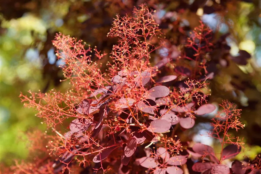 Roter Perückenstrauch 'Royal Purple' Topf 7,5 Liter 60- 80