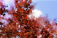 Roter Perückenstrauch 'Royal Purple' Topf 7,5 Liter 60- 80