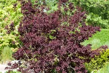 Roter Perückenstrauch 'Royal Purple' Topf 7,5 Liter 60- 80