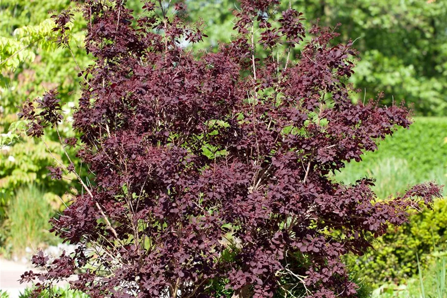 Roter Perückenstrauch 'Royal Purple' Topf 7,5 Liter 60- 80