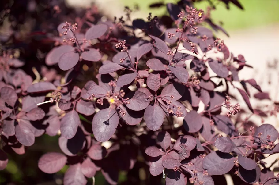 Roter Perückenstrauch 'Royal Purple' Topf 7,5 Liter 60- 80