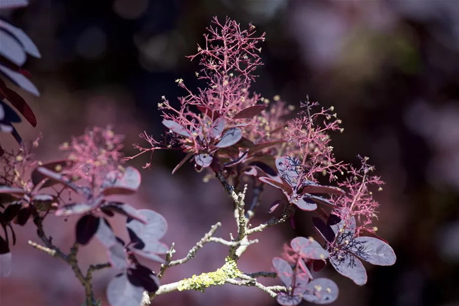 Roter Perückenstrauch 'Royal Purple' Topf 7,5 Liter 60- 80