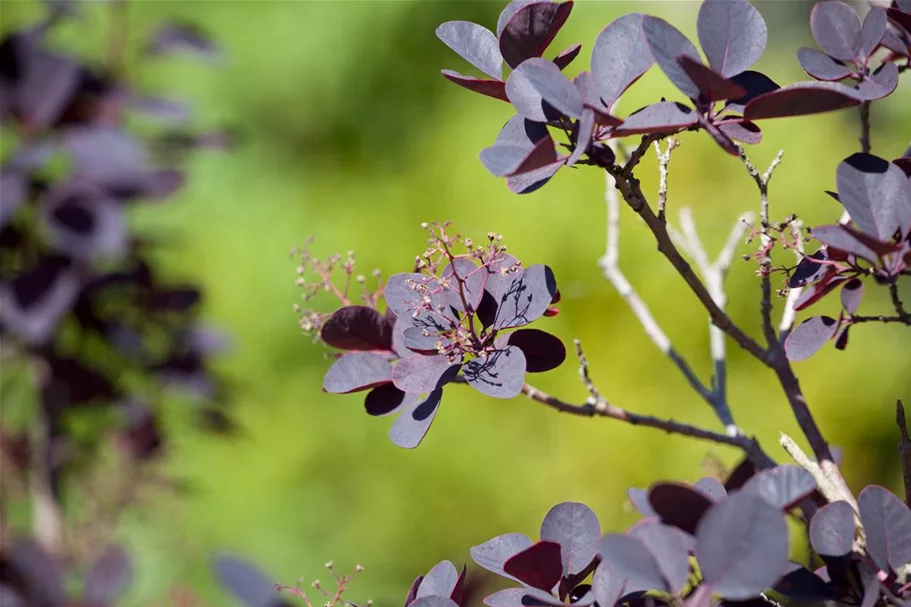 Roter Perückenstrauch 'Royal Purple' Topf 7,5 Liter 60- 80