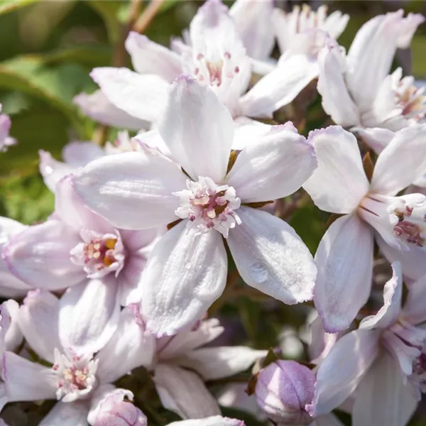 Rosendeutzie 'Mont Rose'