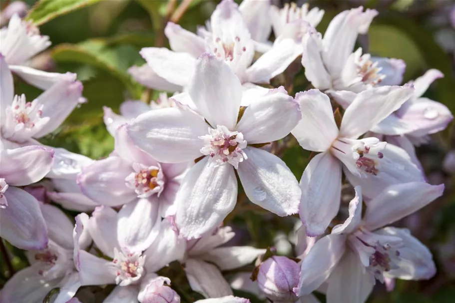 Rosendeutzie 'Mont Rose' Topf 7,5 Liter 80- 100