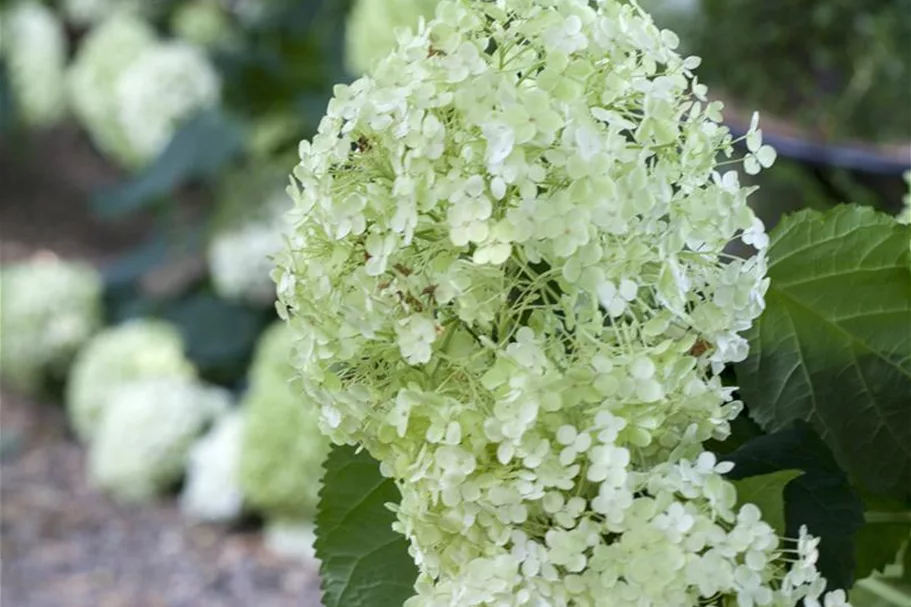 Ballhortensie 'Annabelle' Topf 12 Liter 80- 100