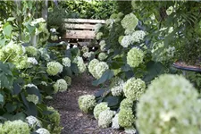 Ballhortensie 'Annabelle' Topf 12 Liter 80- 100