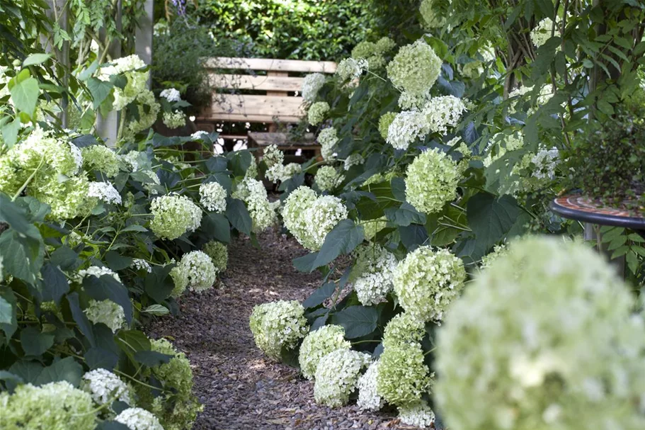 Ballhortensie 'Annabelle' Topf 12 Liter 80- 100