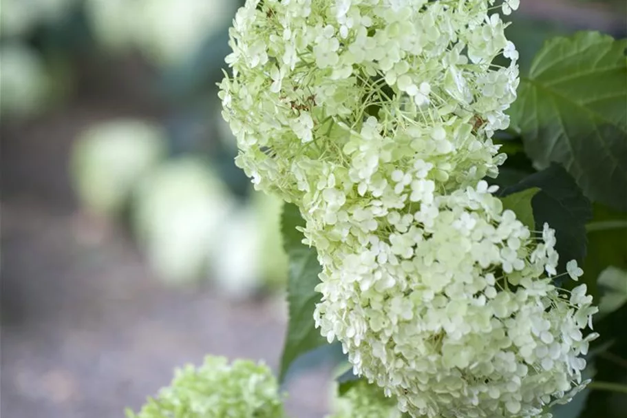 Ballhortensie 'Annabelle' Topf 12 Liter 80- 100