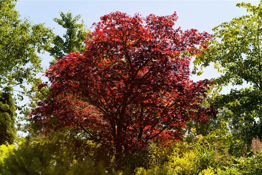 Roter Fächerahorn Topf 4 Liter 60- 70 cm