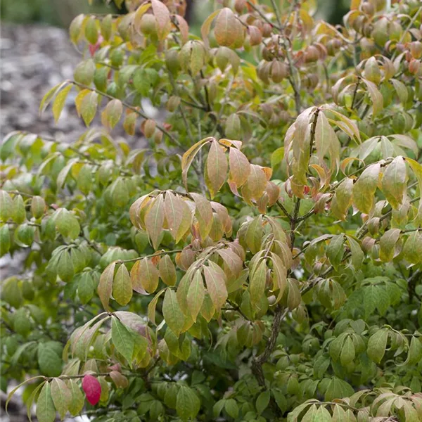 Korkflügelstrauch 'Compactus'