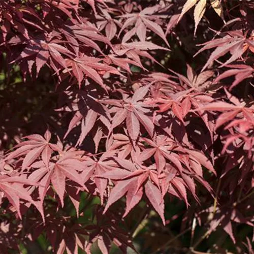 Roter Fächerahorn 'Bloodgood'