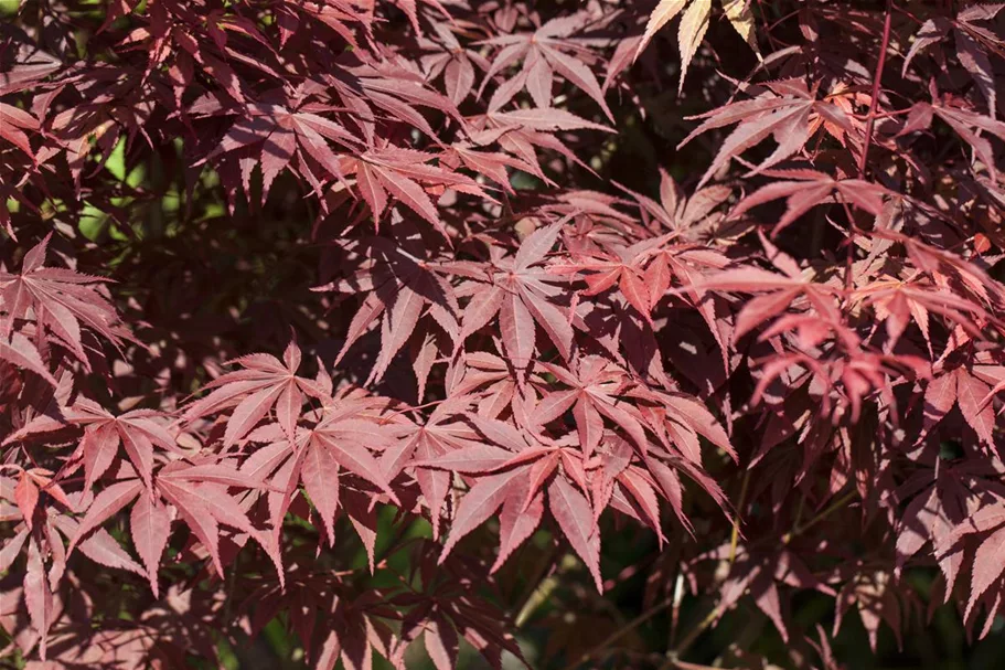 Roter Fächerahorn 'Bloodgood' Topf 4 Liter 40- 60 cm