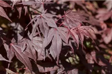 Roter Fächerahorn 'Bloodgood' Topf 4 Liter 40- 60 cm