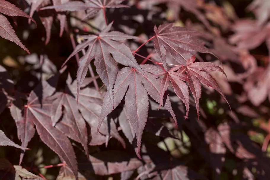 Roter Fächerahorn 'Bloodgood' Topf 4 Liter 40- 60 cm