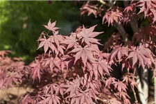 Roter Fächerahorn 'Bloodgood' Topf 4 Liter 40- 60 cm