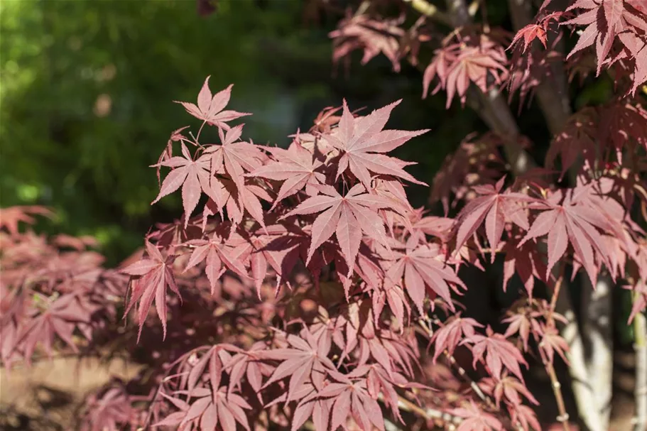 Roter Fächerahorn 'Bloodgood' Topf 4 Liter 40- 60 cm