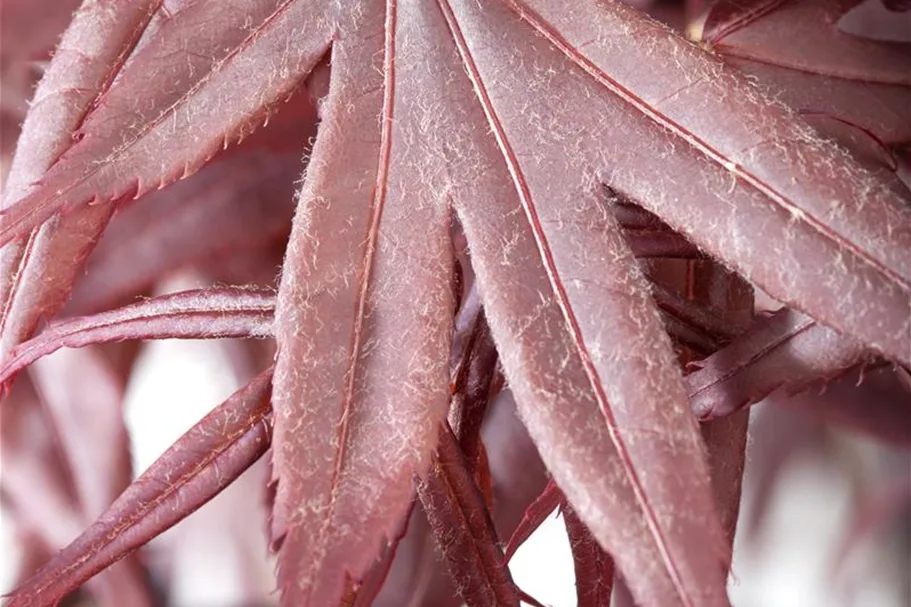 Roter Fächerahorn 'Bloodgood' Topf 4 Liter 40- 60 cm