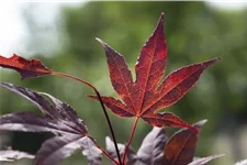 Roter Fächerahorn 'Bloodgood' Topf 4 Liter 40- 60 cm