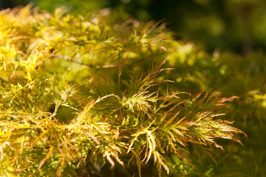 Grüner Schlitzahorn Topf 4 Liter 40- 50 cm