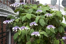 Fellhortensie 'Macrophylla' Topf 12 Liter 80- 100