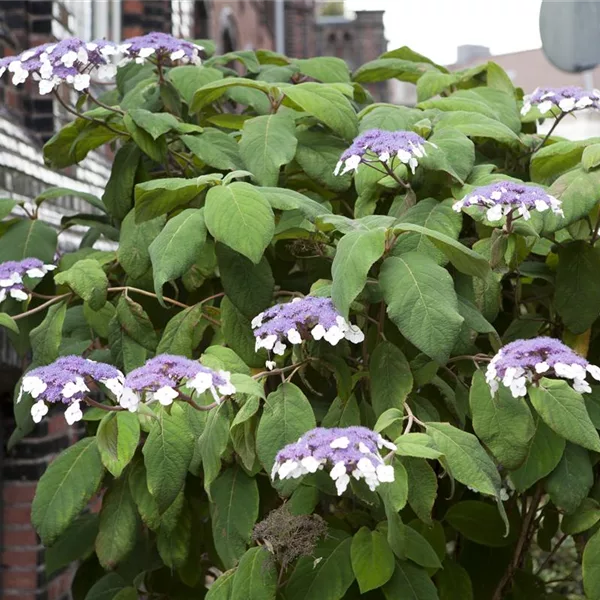 Fellhortensie 'Macrophylla'