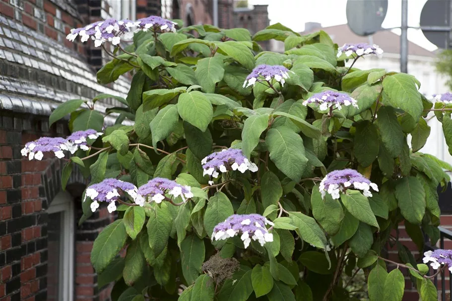 Fellhortensie 'Macrophylla' Topf 12 Liter 80- 100