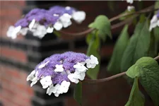 Fellhortensie 'Macrophylla' Topf 12 Liter 80- 100