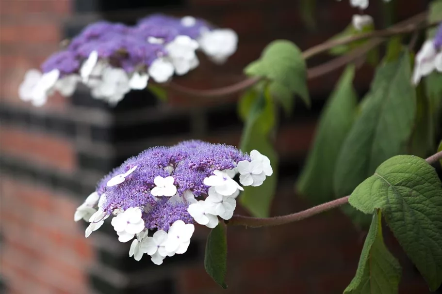 Fellhortensie 'Macrophylla' Topf 12 Liter 80- 100