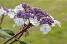 Fellhortensie 'Macrophylla' Topf 12 Liter 80- 100