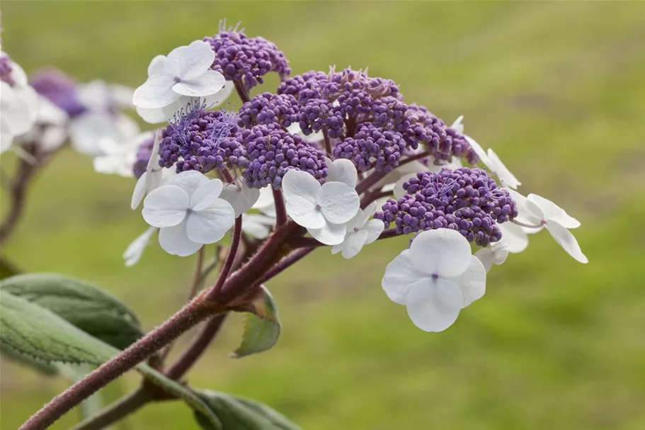 Fellhortensie 'Macrophylla' Topf 12 Liter 80- 100