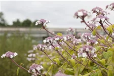 Fellhortensie 'Macrophylla' Topf 12 Liter 80- 100