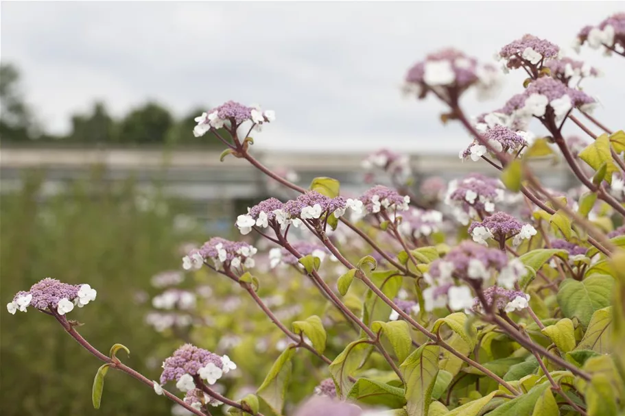 Fellhortensie 'Macrophylla' Topf 12 Liter 80- 100