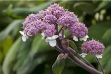 Fellhortensie 'Macrophylla' Topf 12 Liter 80- 100